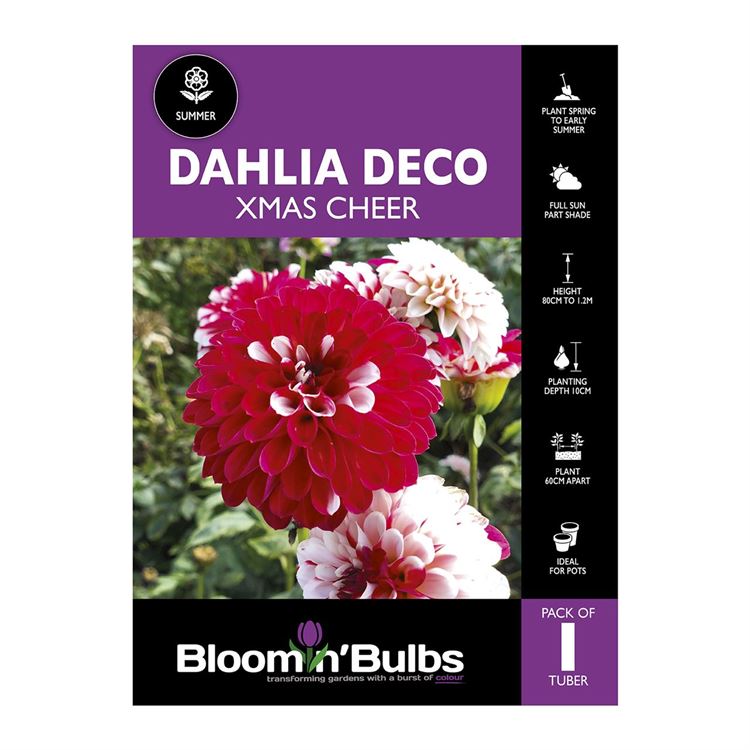 Picture of Dahlia Xmas Cheer 1 Pack