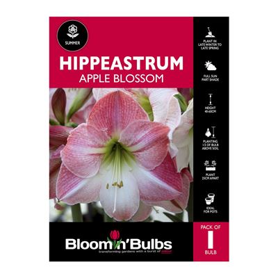 Picture of Hippeastrum Apple Blossom 1 Pack
