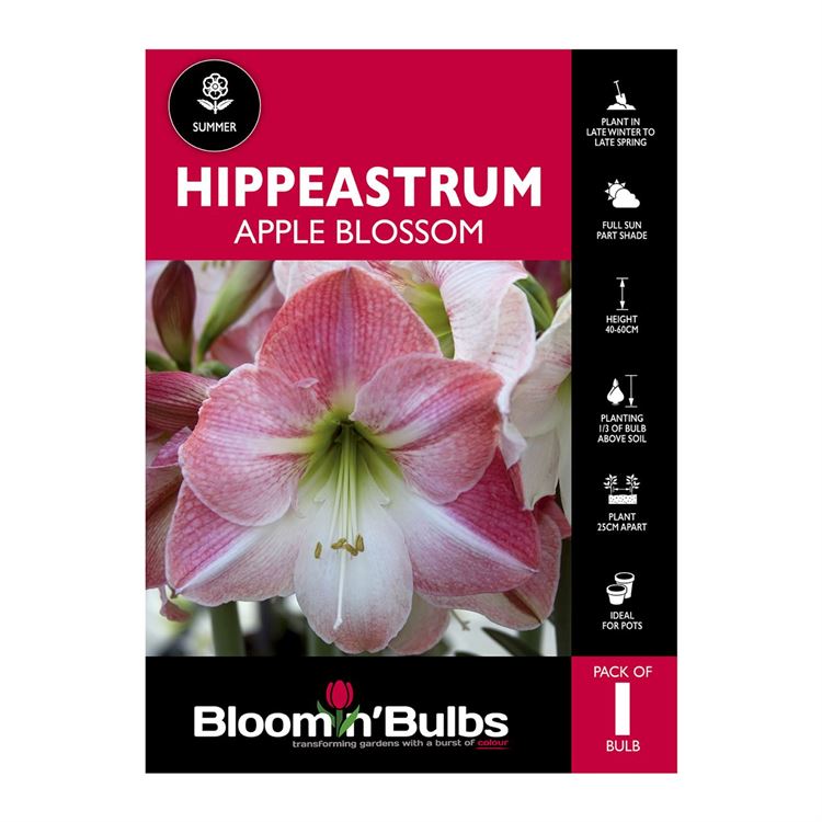 Picture of Hippeastrum Apple Blossom 1 Pack