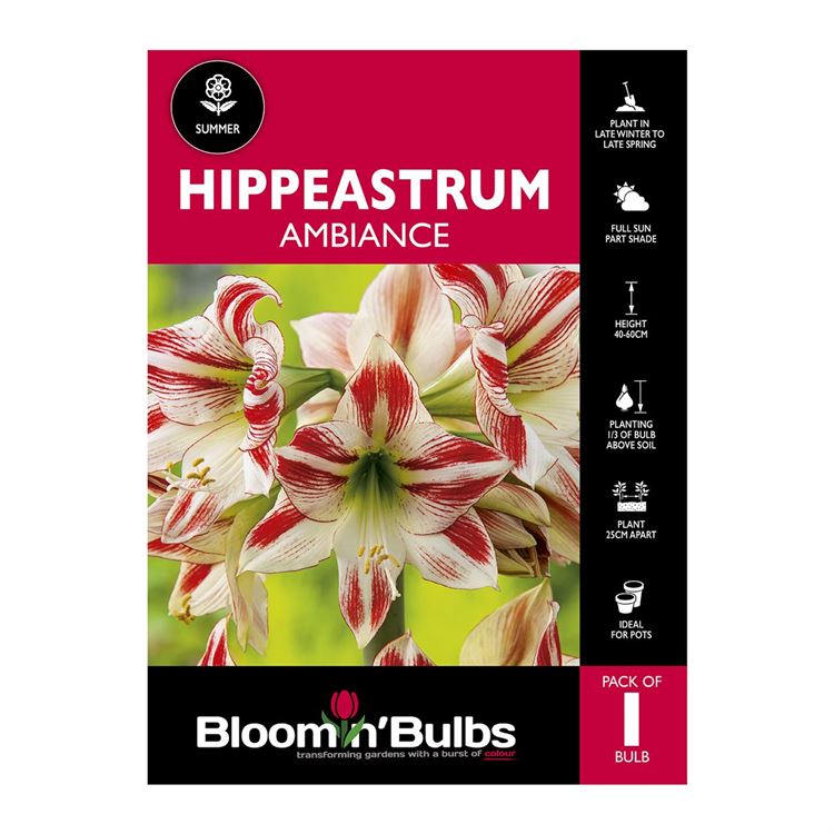 Picture of Hippeastrum Ambiance 1 Pack