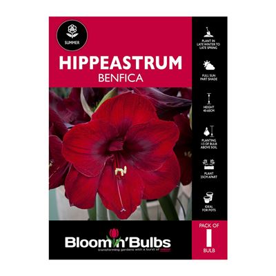 Picture of Hippeastrum Benfica 1 Pack