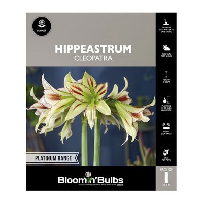 Picture of Hippeastrum Cleopatra 1 Pack