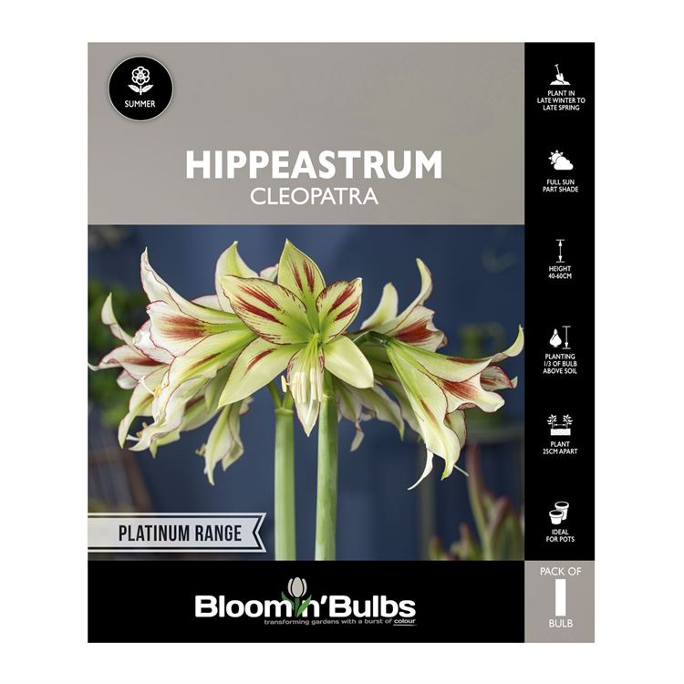 Picture of Hippeastrum Cleopatra 1 Pack