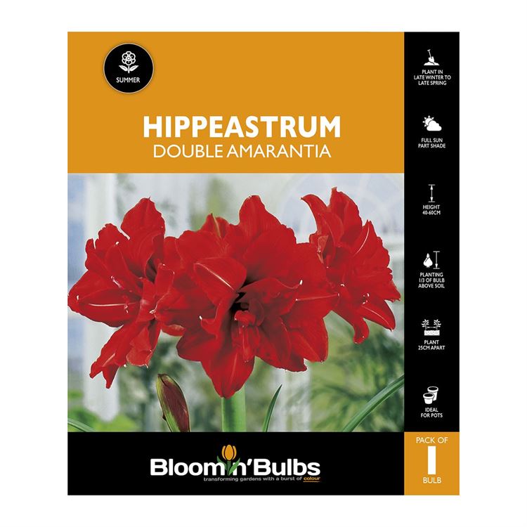 Picture of Hippeastrum Double Amarantia 1 Pack