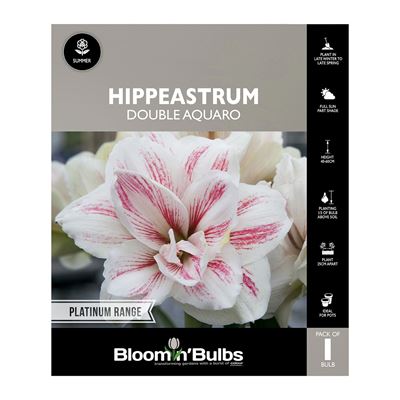 Picture of Hippeastrum Double Aquaro 1 Pack