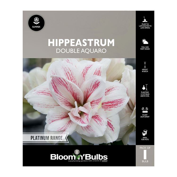 Picture of Hippeastrum Double Aquaro 1 Pack