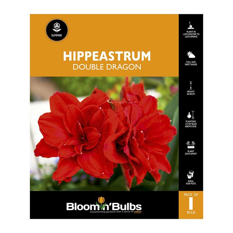 Picture of Hippeastrum Double Dragon 1 Pack