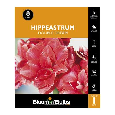 Picture of Hippeastrum Double Dream 1 Pack