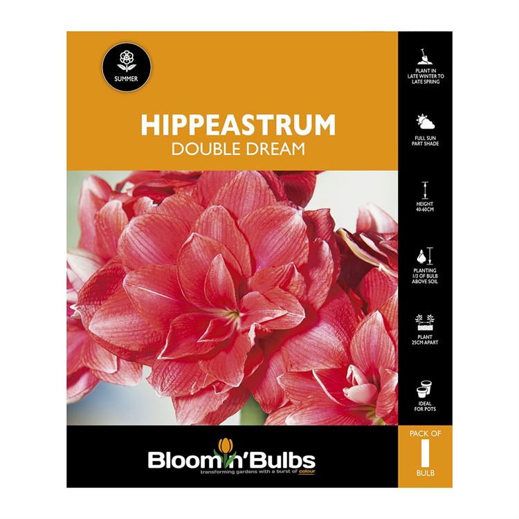 Picture of Hippeastrum Double Dream 1 Pack