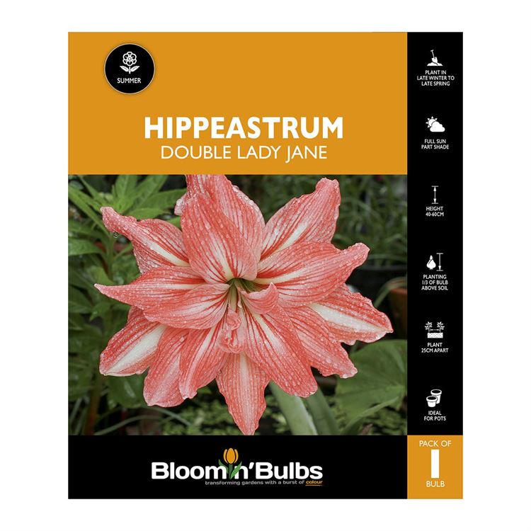 Picture of Hippeastrum Double Lady Jane 1 Pack
