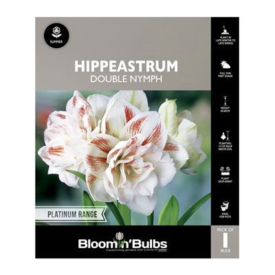 Picture of Hippeastrum Double Nymph 1 Pack