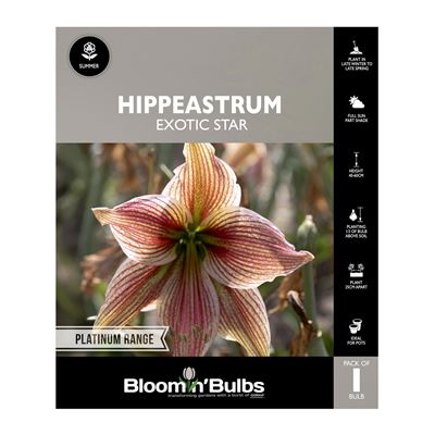 Picture of Hippeastrum Exotic Star 1 Pack