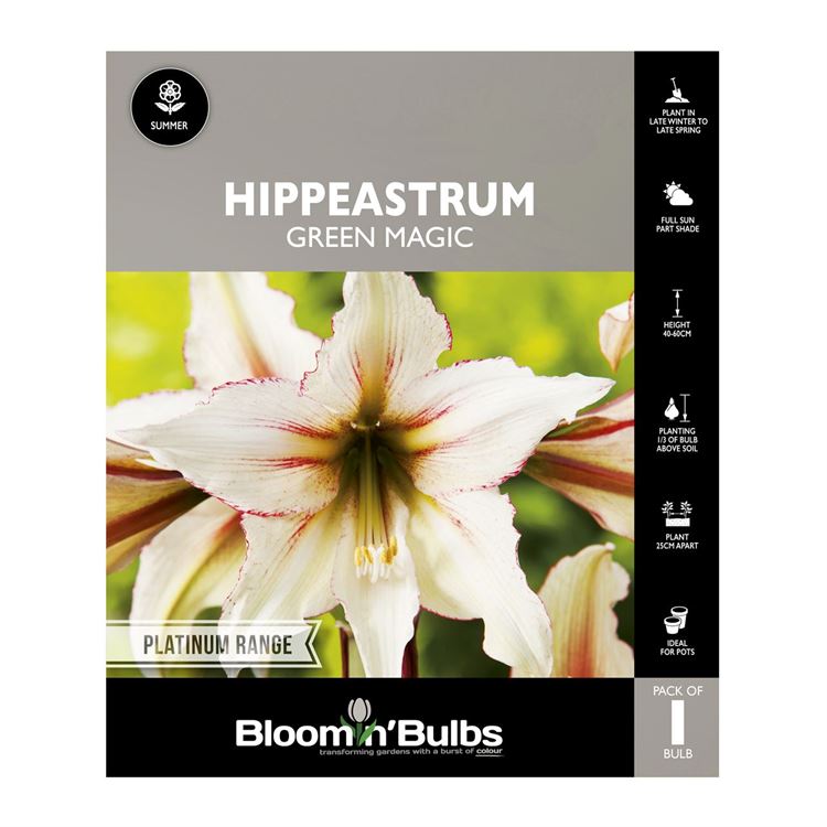Picture of Hippeastrum Green Magic 1 Pack