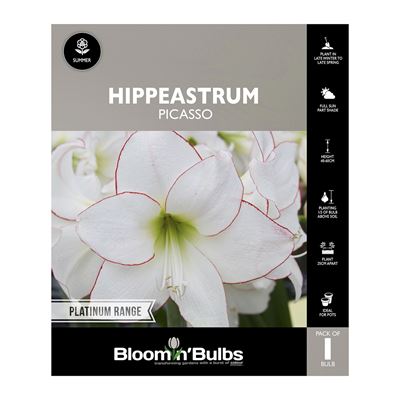 Picture of Hippeastrum Picasso 1 Pack