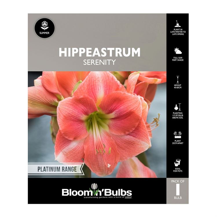 Picture of Hippeastrum Serenity 1 Pack