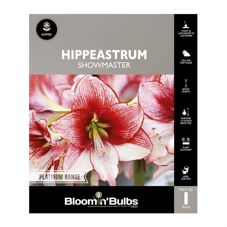 Picture of Hippeastrum Showmaster 1 Pack