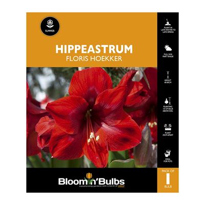 Picture of Hippeastrum Floris Hoekker 1 Pack
