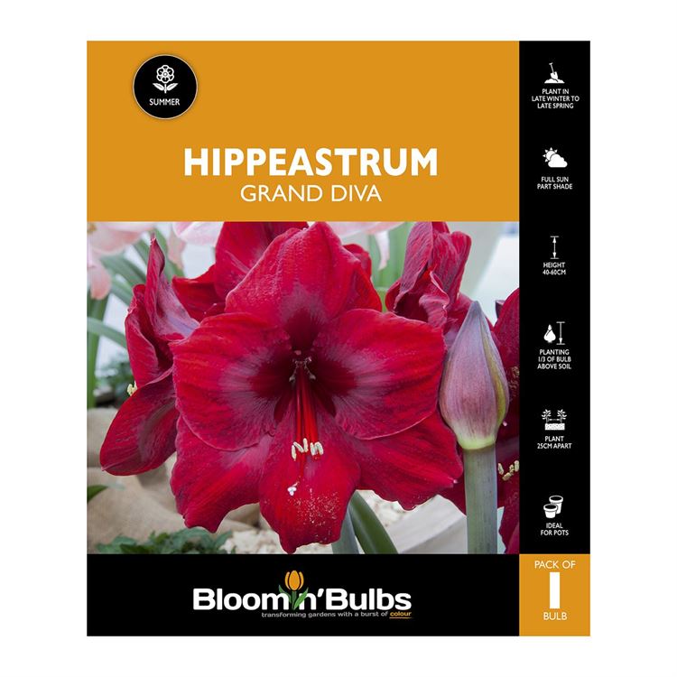 Picture of Hippeastrum Grand Diva 1 Pack