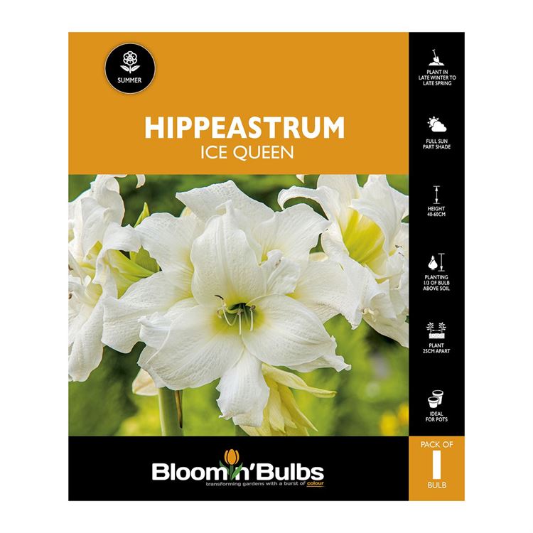 Picture of Hippeastrum Ice Queen 1 Pack