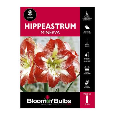 Picture of Hippeastrum Minerva 1 Pack