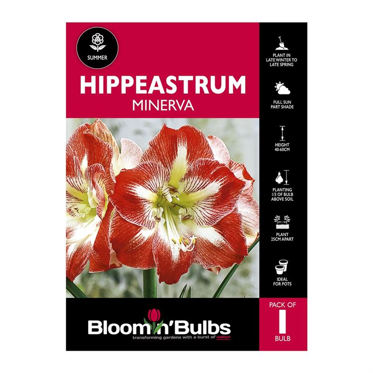 Picture of Hippeastrum Minerva 1 Pack