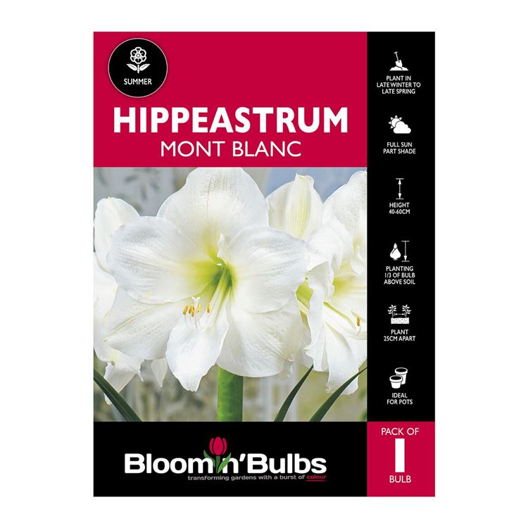 Picture of Hippeastrum Mount Blanc 1 Pack