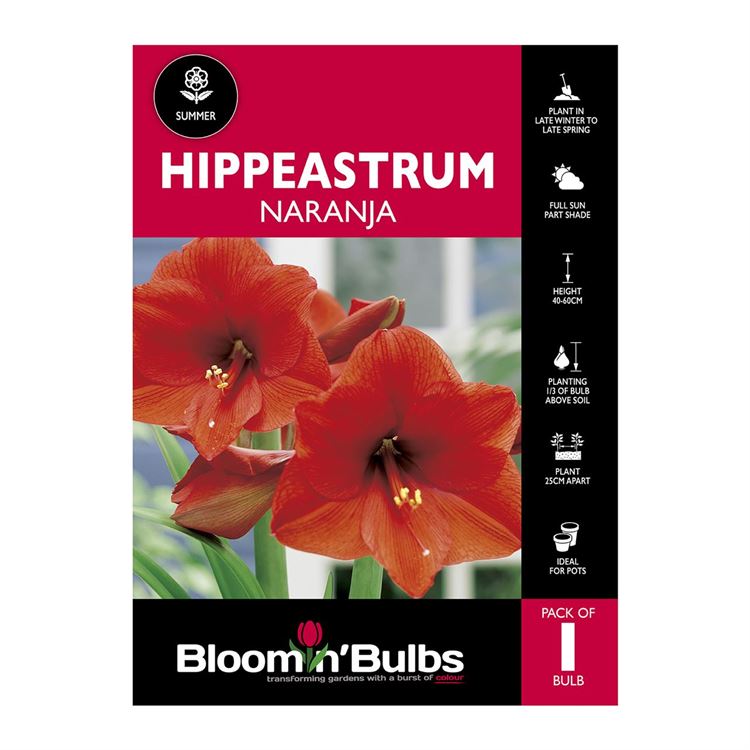 Picture of Hippeastrum Naranja 1 Pack