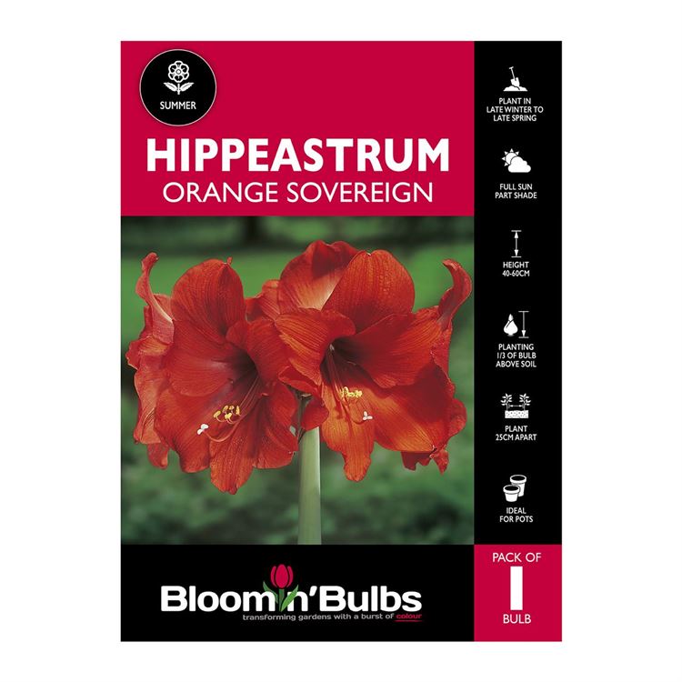 Picture of Hippeastrum Orange Sovereign 1 Pack