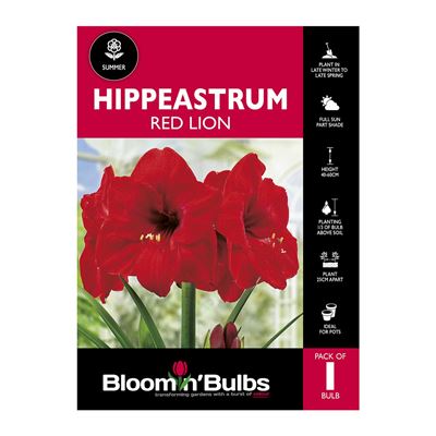 Picture of Hippeastrum Red Lion 1 Pack