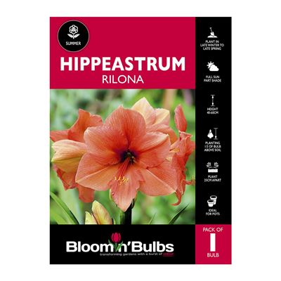 Picture of Hippeastrum Rilona 1 Pack
