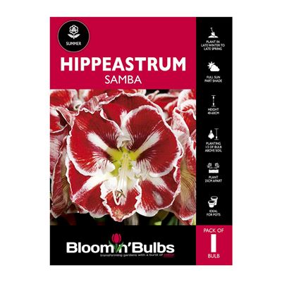 Picture of Hippeastrum Samba 1 Pack