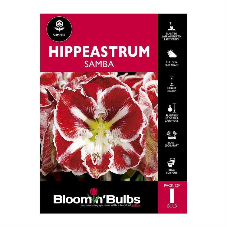 Picture of Hippeastrum Samba 1 Pack
