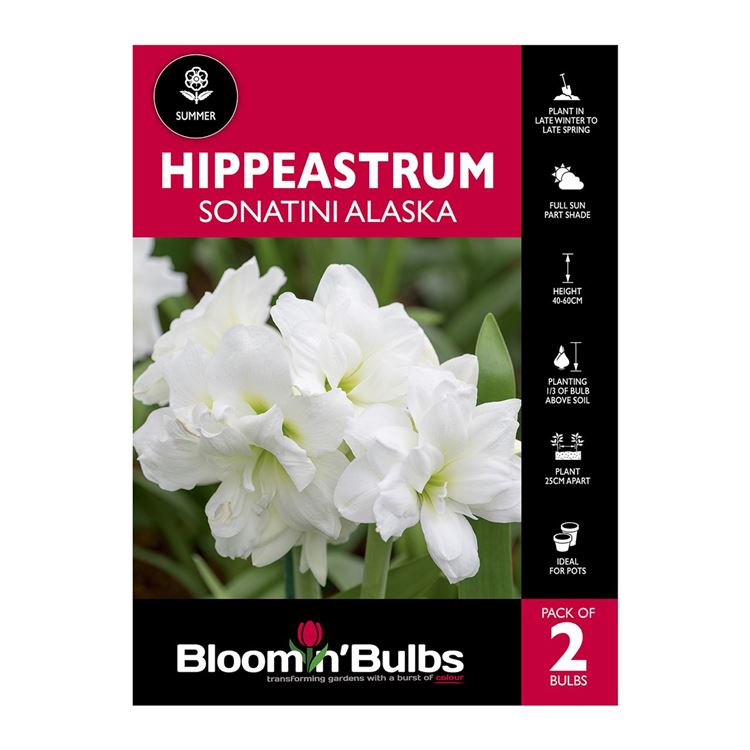 Picture of Hippeastrum Sonatini Alaska 2 Pack