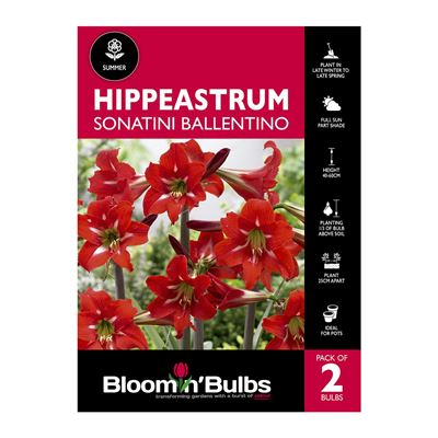 Picture of Hippeastrum Sonatini Ballentino 2 Pack