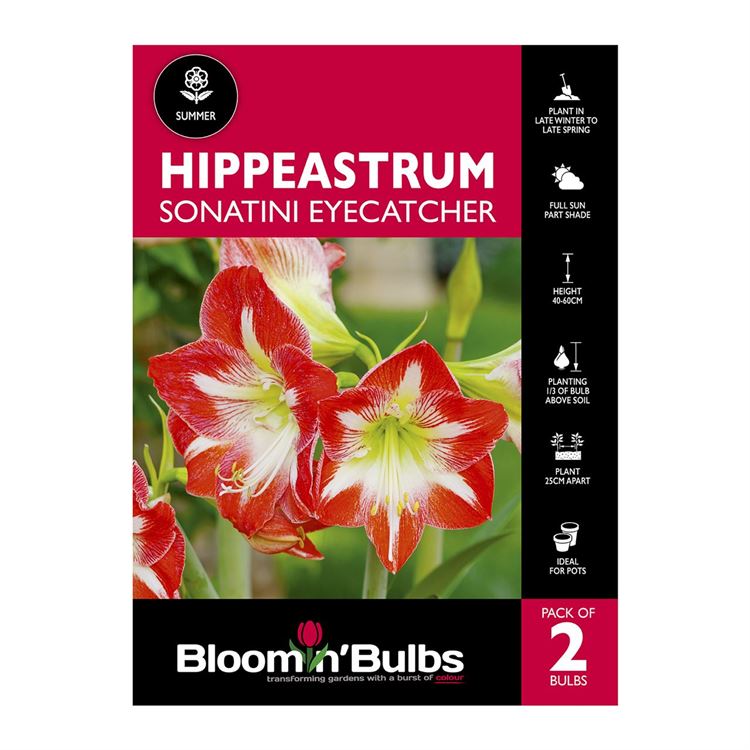 Picture of Hippeastrum Sonatini Eyecatcher 2 Pack