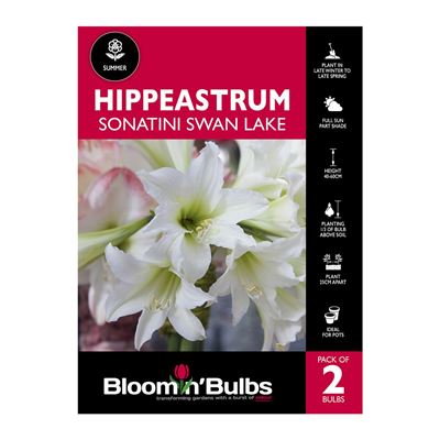 Picture of Hippeastrum Sonatini Swan Lake 2 Pack