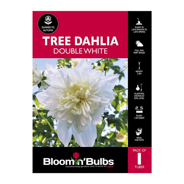 Picture of Tree Dahlia Double White 1 Pack