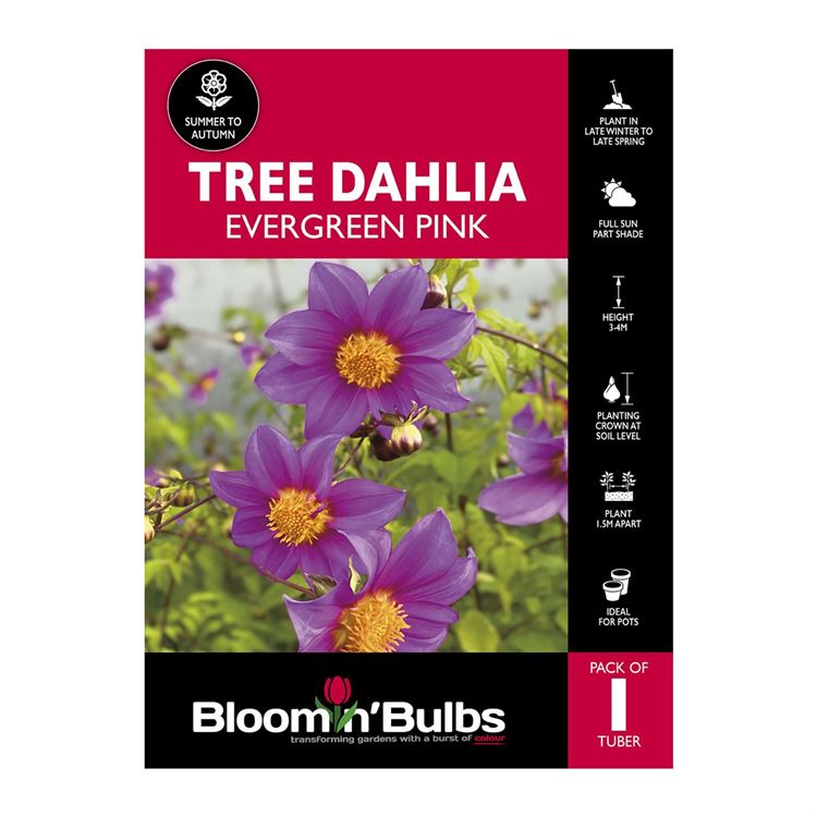 Picture of Tree Dahlia Evergreen Pink 1 Pack