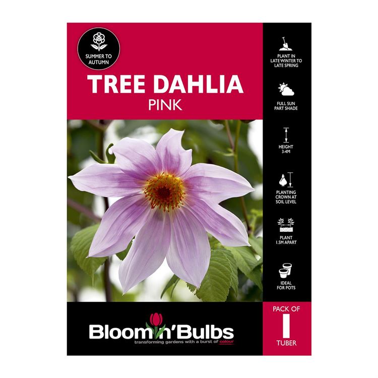 Picture of Tree Dahlia Pink 1 Pack