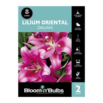 Picture of Lilium Dalian 2 Pack