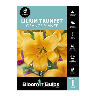 Picture of Lilium Orange Planet 1 Pack