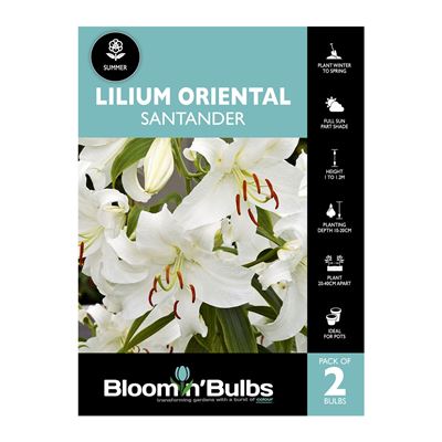Picture of Lilium Santander 2 Pack