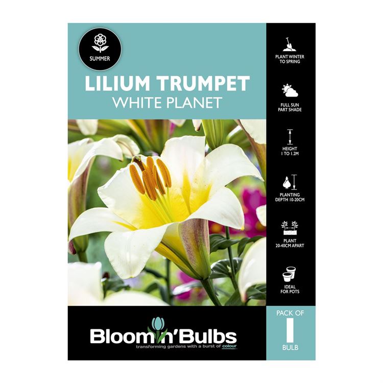 Picture of Lilium White Planet 1 Pack