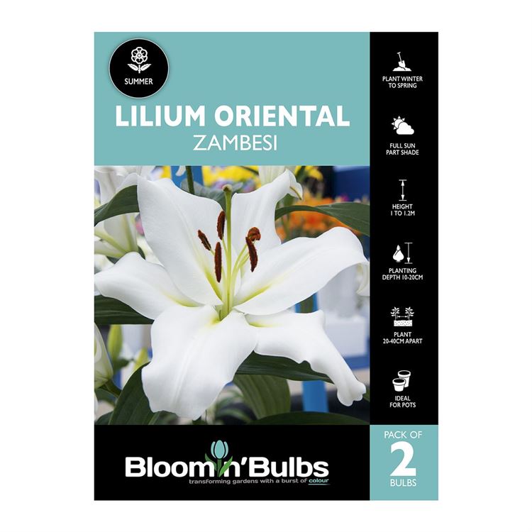 Picture of Lilium Zambesi 2 Pack
