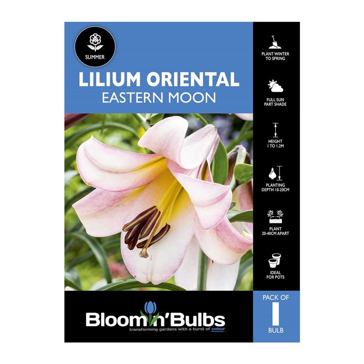 Picture of Lilium Eastern Moon 1 Pack