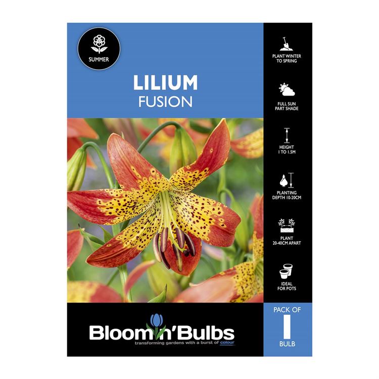 Picture of Lilium Fusion 1 Pack