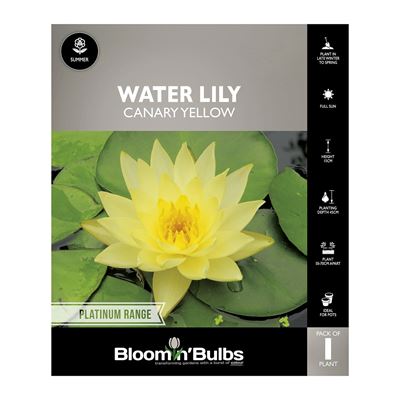 Picture of Water Lily Canary Yellow 1 Pack