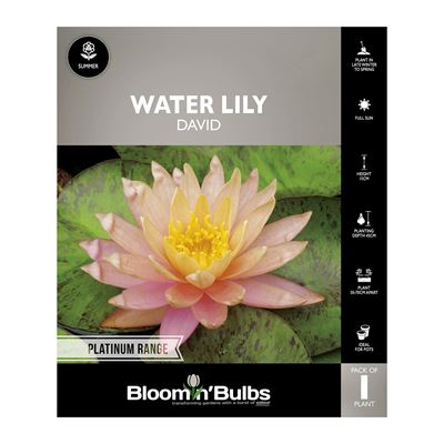 Picture of Water Lily David 1 Pack