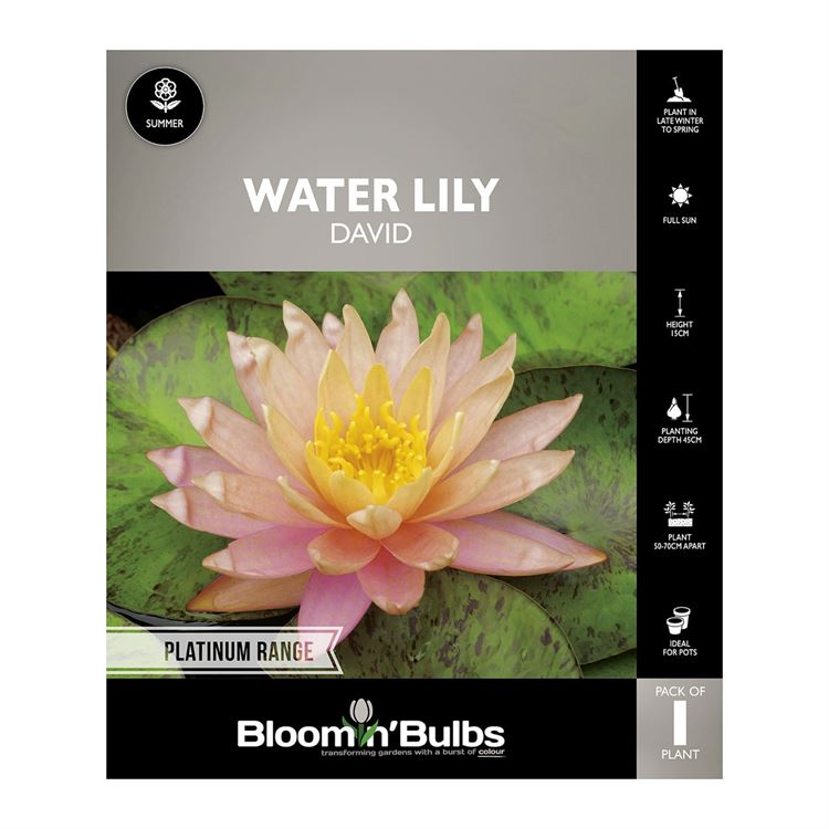 Picture of Water Lily David 1 Pack