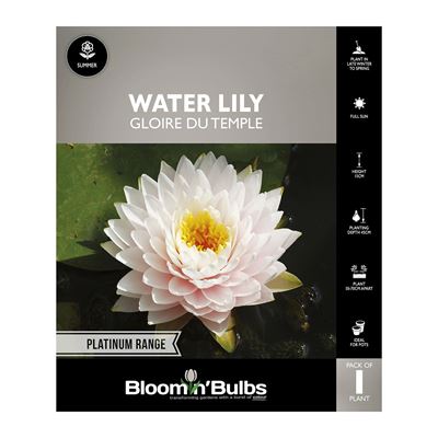 Picture of Water Lily Gloire Du Temple 1 Pack
